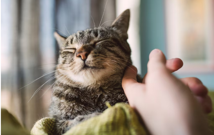 Estos son los beneficios que trae para tu salud tener un gato de mascota