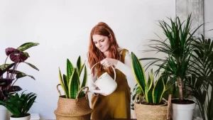 La planta que muchos tienen en sus casas y que atrae la mala energía, según el Feng Shui