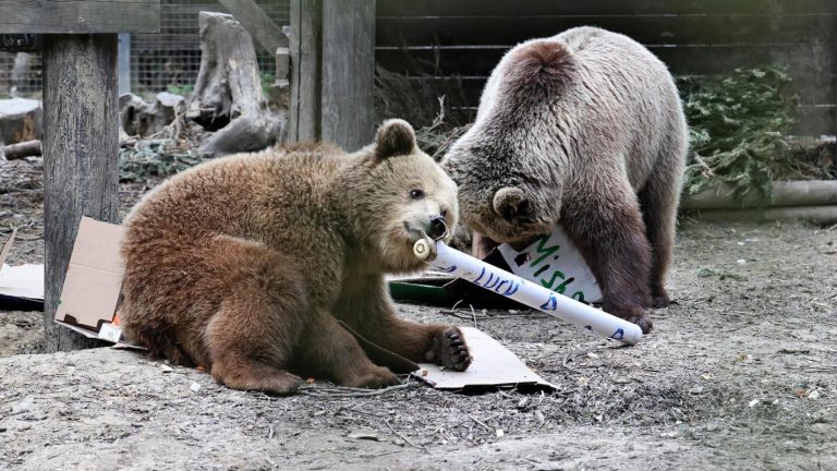 Osos golosos: así fue la insólita fuga de dos osos en un parque inglés (y la razón)