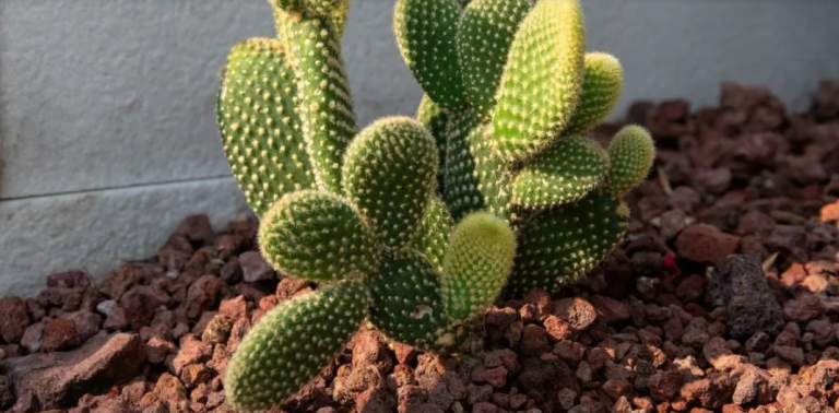 Qué significa tener un cactus en la entrada de tu casa en Chile, según el Feng Shui