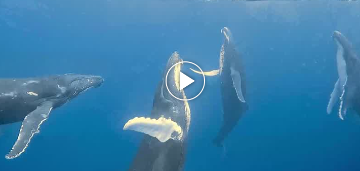 VIDEO. Soy chilena, nado con ballenas en la isla donde se inspiró Avatar y esta es la curiosa conducta de ellas