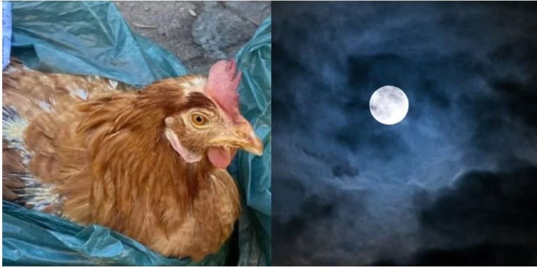 Gallinas aparecen maltratadas en Santiago con claros signos de brujería: esta es la opinión del investigador paranormal Carlos Martínez