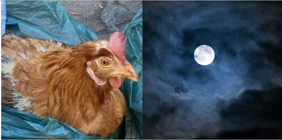 Gallinas aparecen maltratadas en Santiago con claros signos de brujería: esta es la opinión del investigador paranormal Carlos Martínez