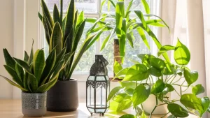 Ojo con el exceso de plantas en tu hogar: así es cómo está bloqueando el flujo de la energía, según el Feng Shui