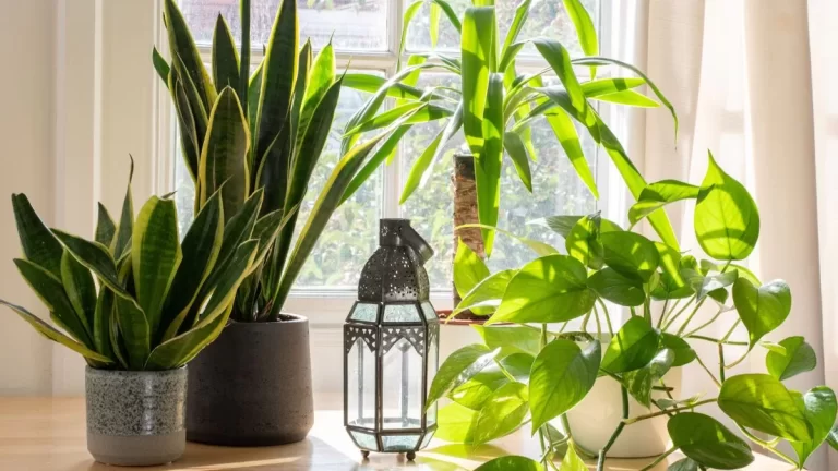 Ojo con el exceso de plantas en tu hogar: así es cómo está bloqueando el flujo de la energía, según el Feng Shui