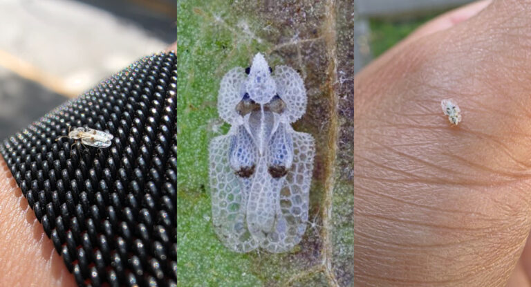 “Está lleno de esos bichos en mi balcón”: La plaga de chinche del plátano oriental que prolifera en las comunas de Santiago