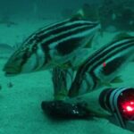 Logran reconocer a pez australiano nadando en aguas chilenas gracias a innovadora técnica de ADN