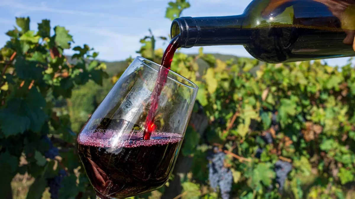 Vendimias 2026: fechas, lugares y panoramas imperdibles para disfrutar el vino en marzo