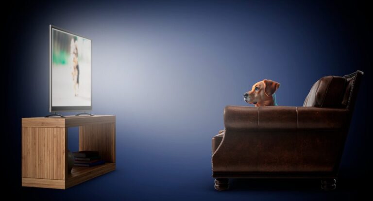 Para que no queden solos: así es KNino, el primer canal chileno de televisión que busca entretener a los perros cuando no estás en casa