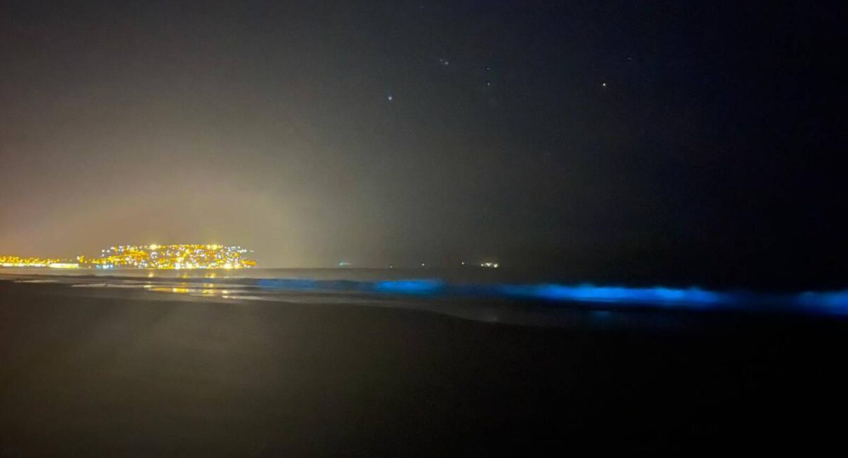 Bioluminiscencia: el brillante resplandor azul que sorprendió a los visitantes de la costa de Guanaqueros