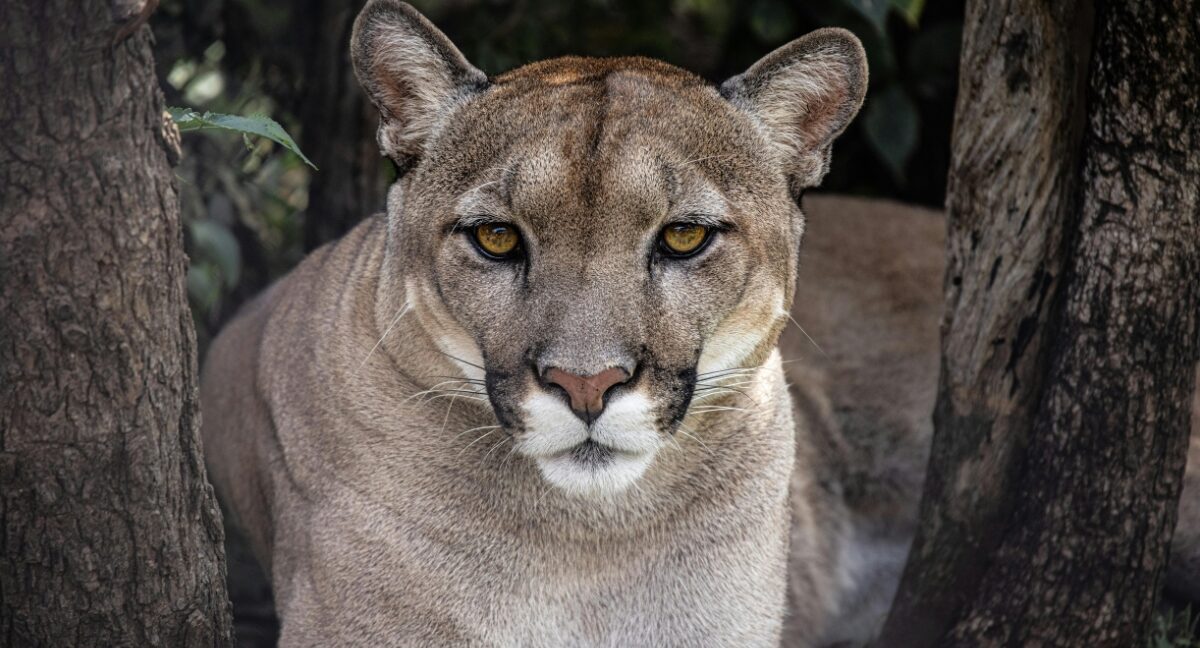 Hallazgo inédito en la Patagonia: cámaras trampa captan por primera vez a pumas cazando salmones