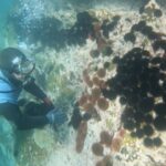 Transforman la zona en “desiertos submarinos”: advierten que sobrepoblación de erizos negros está devastando los fondos marinos chilenos