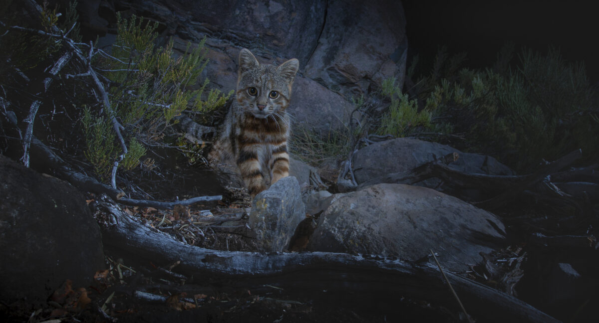 El fotógrafo de Calama que pasó tres años buscando al gato colocolo y terminó logrando una imagen que dio la vuelta al mundo: “Cuando sacamos la foto nos pusimos a llorar”