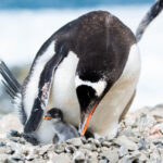 Por primera vez en 100 años: científicos de Chile, Brasil y Estados Unidos descubren nueva especie de pingüino en la Antártica