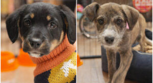 Rescatados y listos para encontrar a una familia: Casaideas y Ayuda Callejeros anuncian nueva jornada de adopción de mascotas