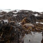 Bosques marinos en riesgo: estudio de la U. de Chile advierte fuerte reducción del hábitat de macroalgas chilenas
