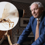 Científicos bautizan una avispa chilena con el nombre de David Attenborough en su cumpleaños número 100