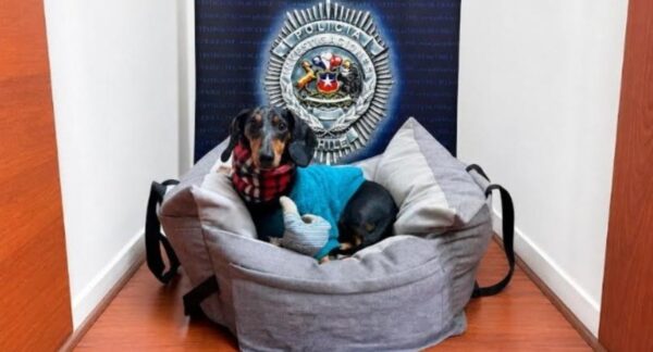 “Bruce”, la mascota de apoyo emocional recuperada por la PDI que había sido apropiada de forma indebida por la expareja de su propietaria