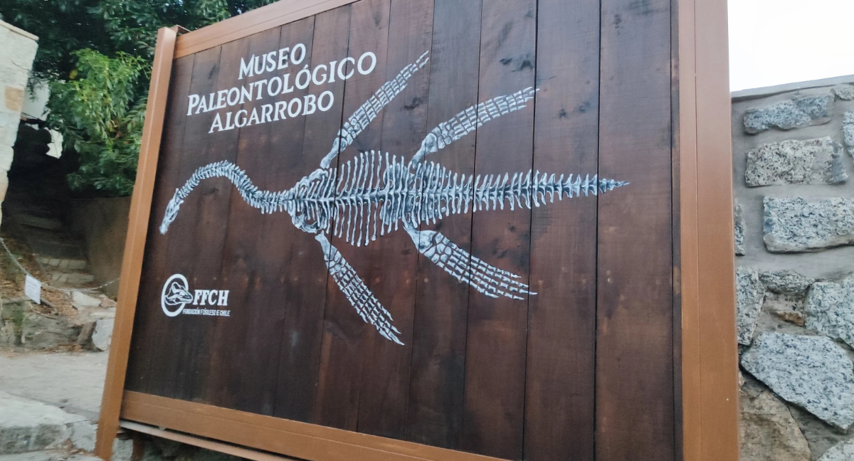 El museo paleontológico de réplicas hechas con basura reciclada que gana popularidad en Algarrobo: “Soñamos algún día contar con una colección de fósiles”