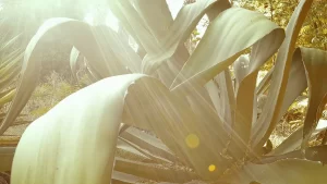 Muchos tienen esta planta en Chile, pero pocos saben que florece una sola vez en la vida