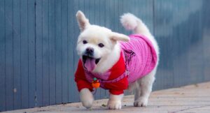 En este Día Mundial del Perro: a qué signos deben estar atentos los tutores de mascotas ante el intenso frío de este invierno