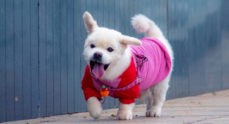 En este Día Mundial del Perro: a qué signos deben estar atentos los tutores de mascotas ante el intenso frío de este invierno