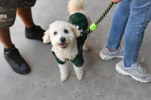 Contraloría alerta riesgo de uso indebido de fondos destinados a la protección de mascotas: Apuntaron a municipalidades
