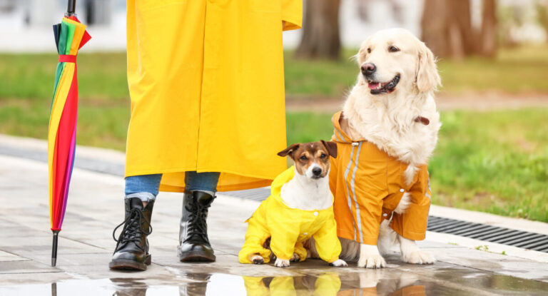 ¿Hay que sacar a pasear al perro cuando llueve? Las cinco recomendaciones de una veterinaria para proteger a tu mascota en los días de lluvia