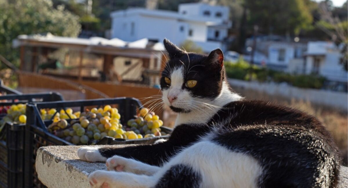 Isla griega busca voluntarios para cuidar gatos a cambio de alojamiento gratis y solo cinco horas de trabajo al día