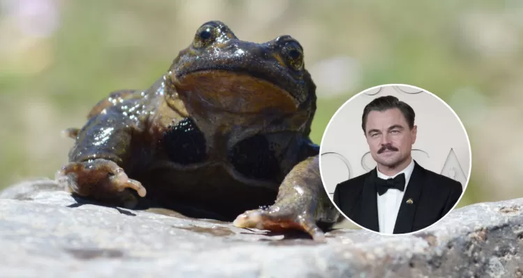 Cómo Leonardo DiCaprio llegó a sumarse a la campaña para salvar a la ranita del Pehuenche en Chile