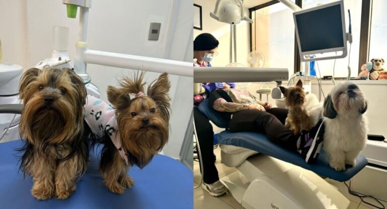 Zeus, Chloe y Santi: Los perros que “trabajan” ayudando a enfrentar el miedo al dentista en clínica de Concepción