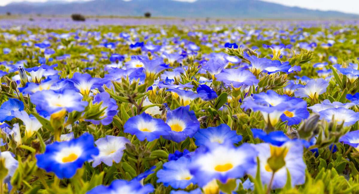 El Desierto Florido de este 2026 podría ser histórico según especialistas: las intensas lluvias anticipan una temporada comparable a la de 1997