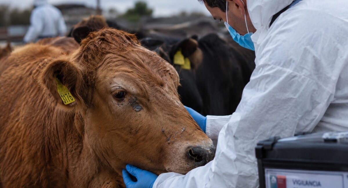Virus Shamonda: qué es y qué riesgo existe para Chile tras el primer caso humano en Francia